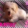 Liilyy